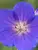 Geranium Johnsons Blue