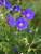 Geranium Johnsons Blue