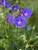 Geranium Johnsons Blue