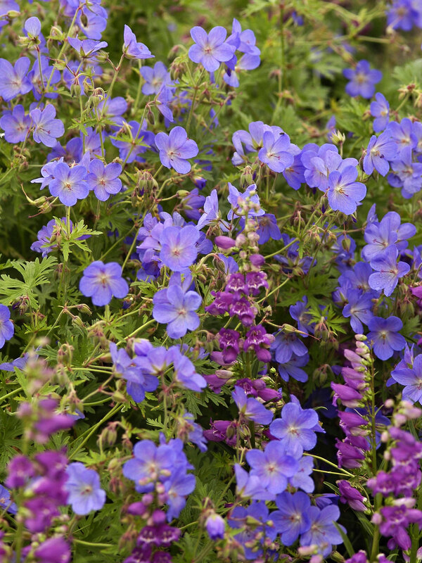 Geranium Johnsons Blue