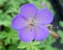 Geranium Johnsons Blue