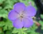 Geranium Johnsons Blue