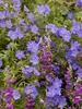 Geranium Johnsons Blue