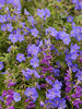 Geranium Johnsons Blue