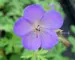 Geranium Johnsons Blue