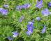 Geranium Johnsons Blue