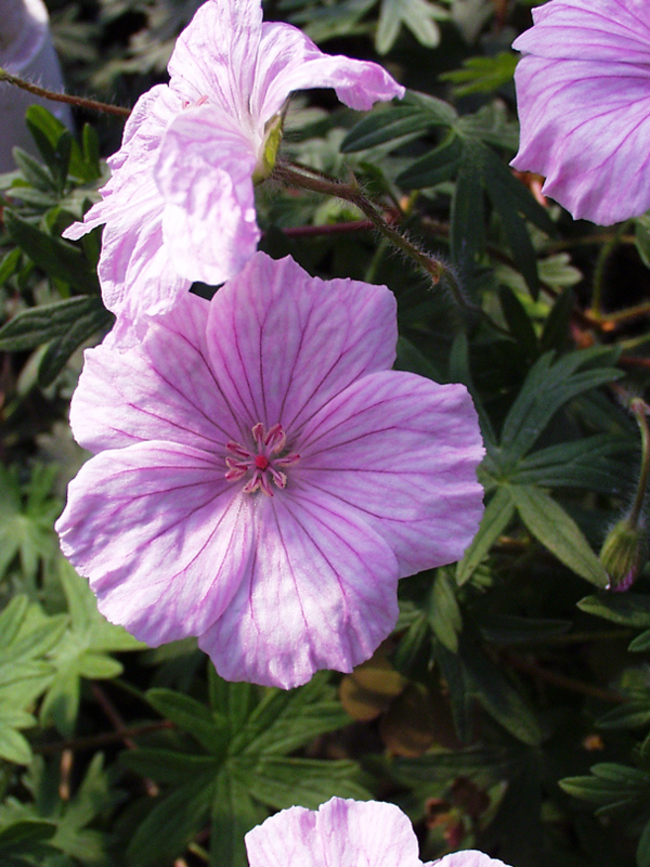 Geranium Lancastriense