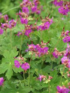 Geranium