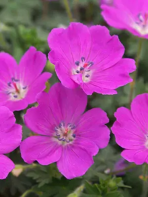 Link to Geranium Max Frei