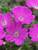 Geranium Max Frei