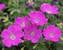 Geranium Max Frei