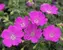 Geranium Max Frei
