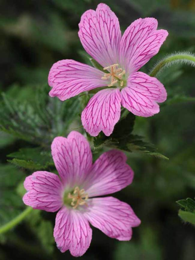 Geranium Miss Heidi