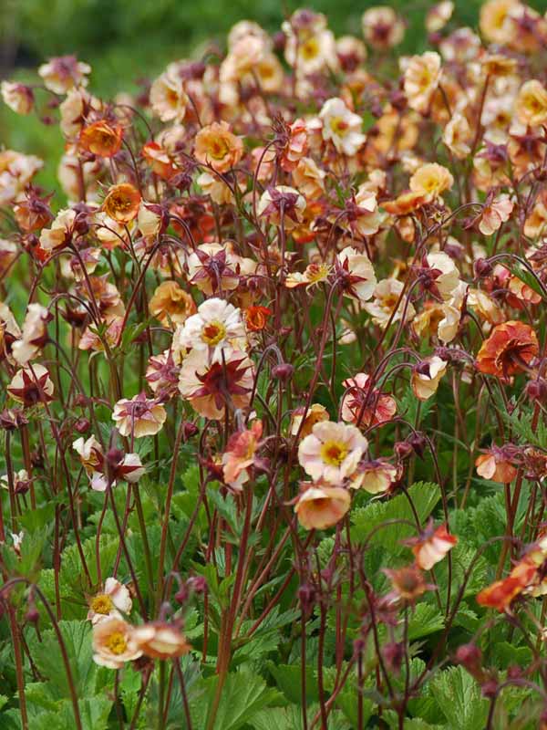 Geum Mai Tai (Avens)