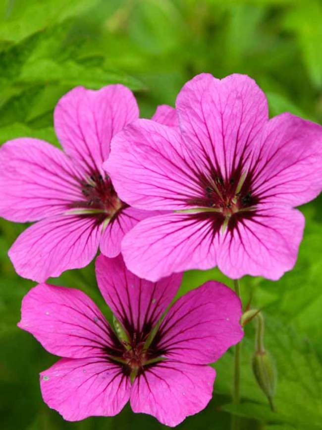 Geranium Patricia