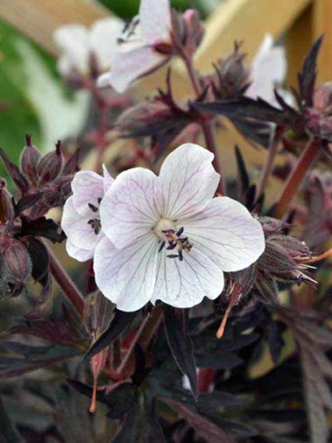 Geranium Purple Ghost