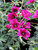 Geranium Purple-Pillow