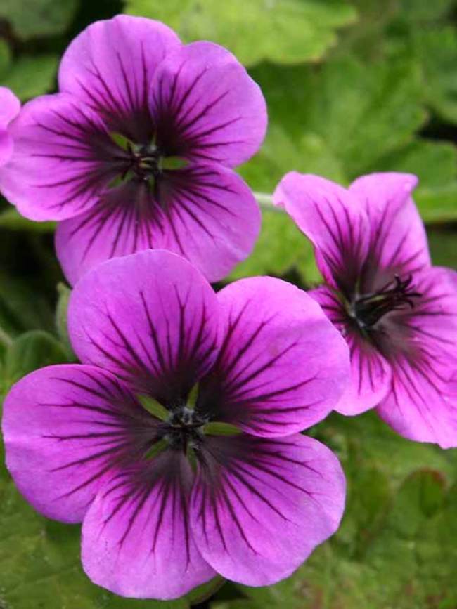 Geranium Perfect Storm