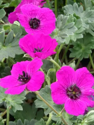 Link to Geranium Purple Who