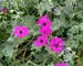 Geranium Purple Who