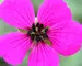 Geranium Purple Who