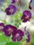 Geranium Raven