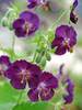 Geranium Raven