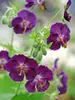 Geranium Raven