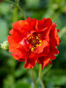 Geum Red Dragon