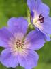 Geranium Rozanne