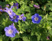 Geranium Rozanne