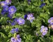 Geranium Rozanne