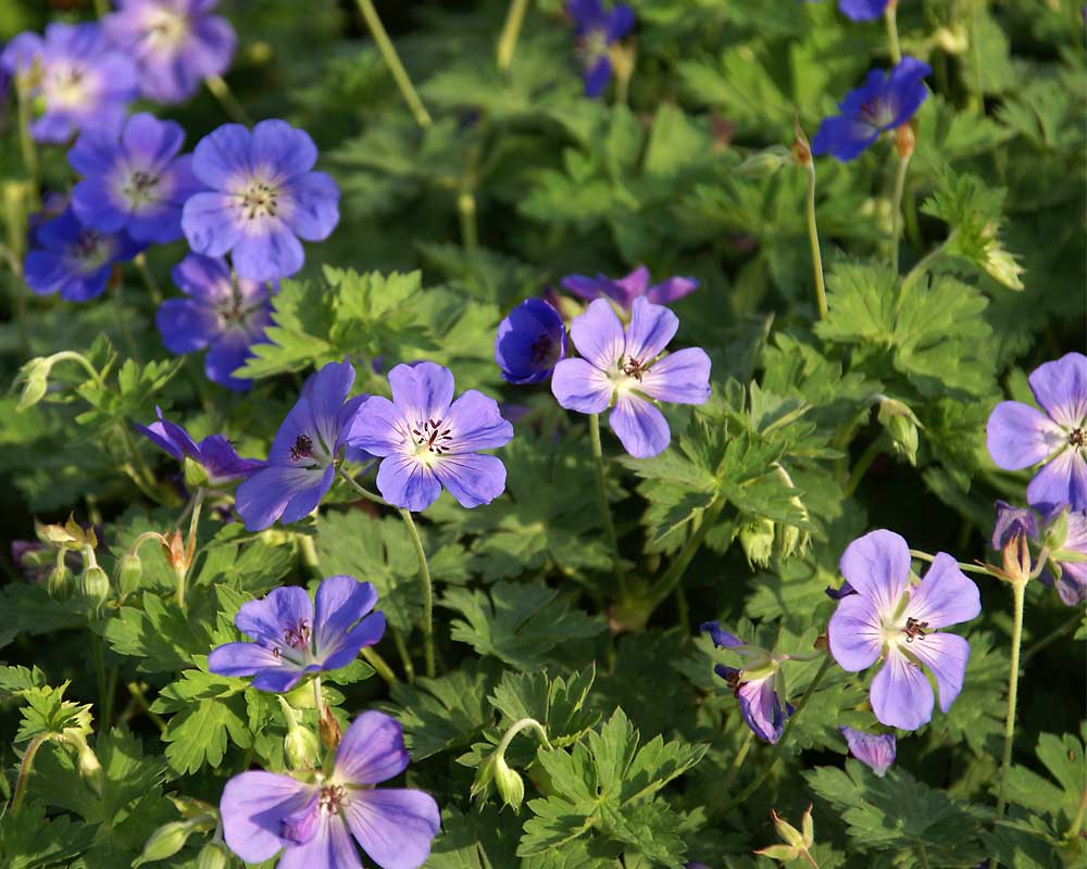 Geranium Rozanne | Bluestone Perennials, image size:1000x800