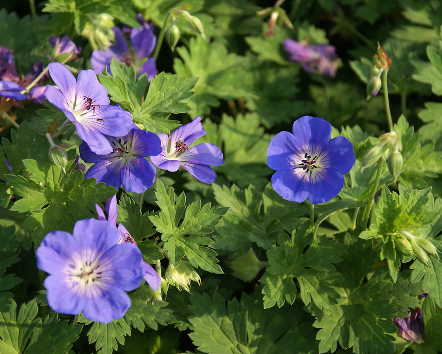 Geranium Rozanne | Bluestone Perennials