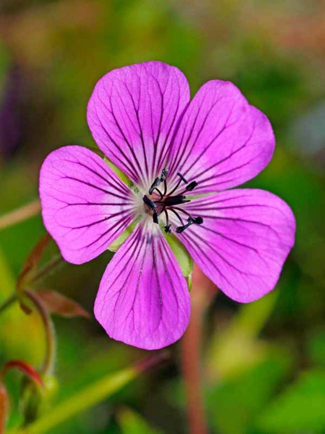 Geranium Rosetta