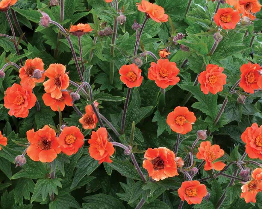 Geum Rustico Orange Bluestone Perennials Geum Rustico Orange Bluestone Perennials