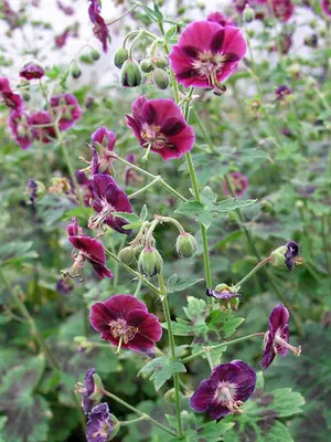 Link to Geranium Samobor