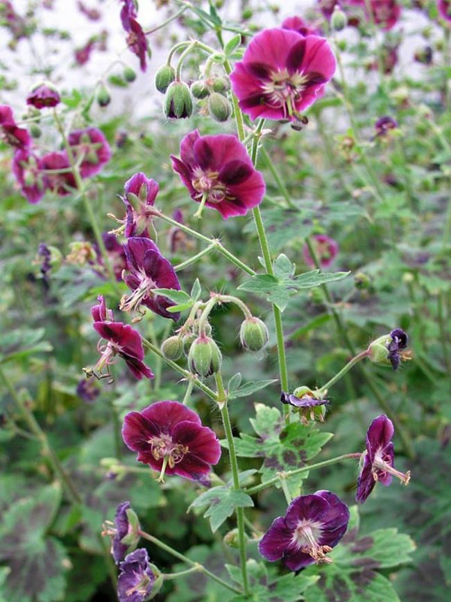 Geranium Samobor