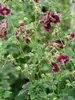 Geranium Samobor