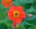 Geum Sangria