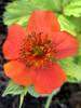 Geum Sunkissed Lime