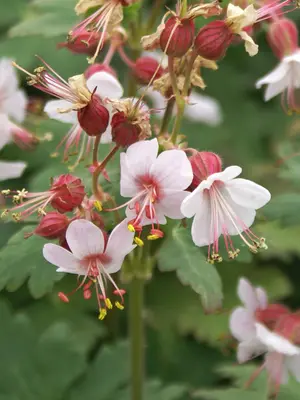 Link to Geranium Spessart
