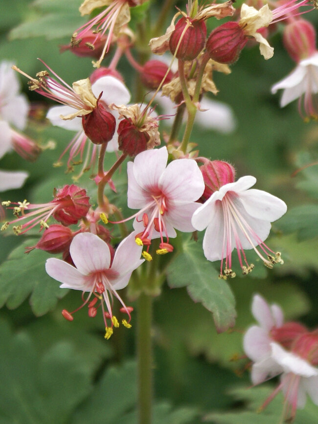 Geranium Spessart