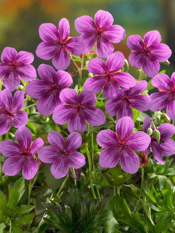 Geranium Starman