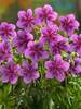 Geranium Starman