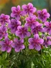 Geranium Starman