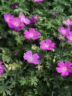 Link to Geranium Shepherd&#39;s Warning