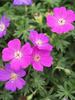 Geranium Shepherds-Warning