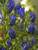 Gentian True Blue