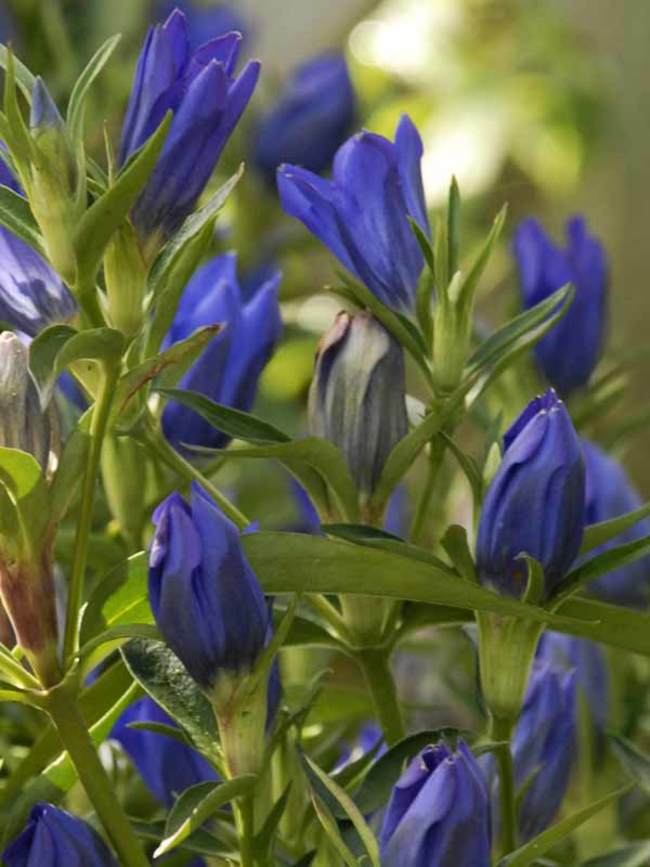 Gentian True Blue